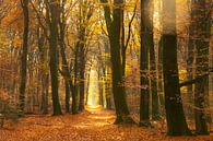 Pad door een goudkleurig bos van Sjoerd van der Wal Fotografie thumbnail