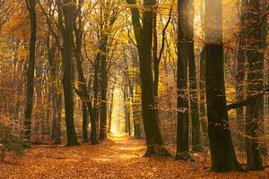 Path through a gold colored forest during a beautiful sunny fall