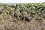 Afrikaanse olifant in Addo Elephant Park van Ron Poot thumbnail