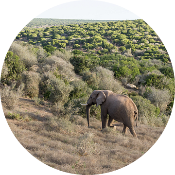 Afrikaanse olifant in Addo Elephant Park van Ron Poot