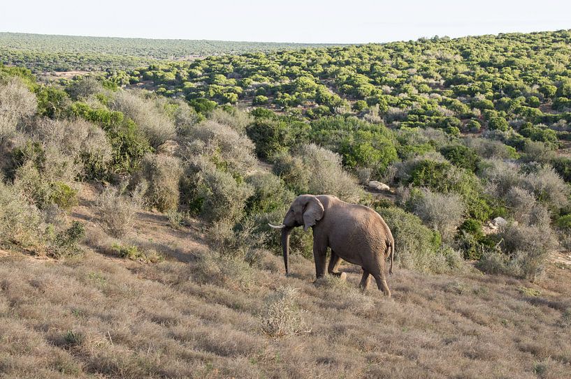 Afrikaanse olifant in Addo Elephant Park van Ron Poot