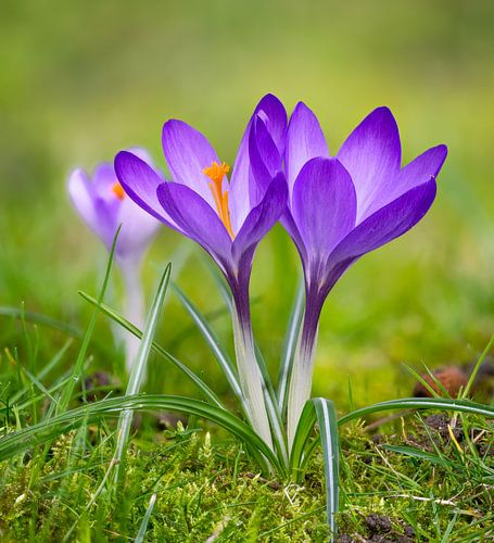 Paarse krokusbloemen in de tuin