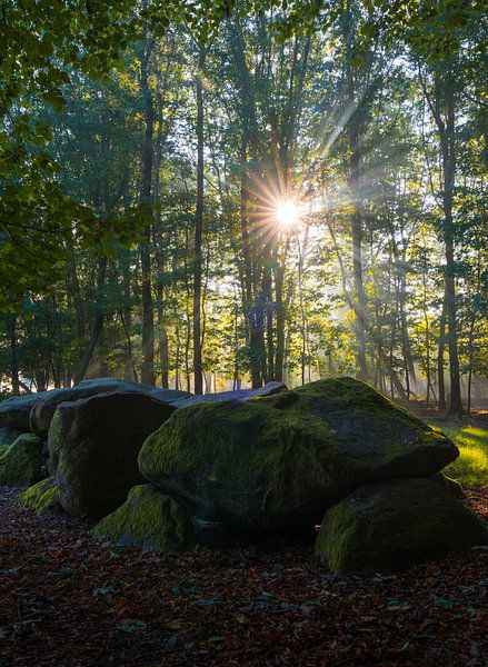 Sun harps in Kniphorts forest by Arjan Bijleveld
