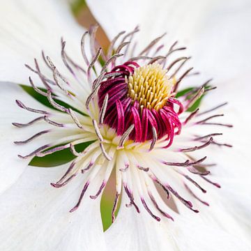Clematis bloem van Peter Smeekens