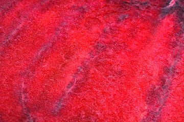 Close up macro van een rode biet