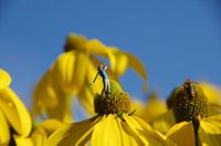 Golf des fleurs