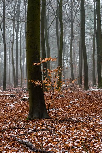 Farbe in einer grauen Landschaft auf der Veluwe