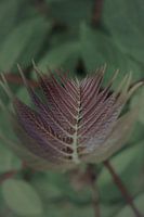 Focus A
