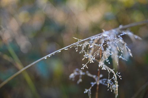 Dauwdruppels bij zonsopgang