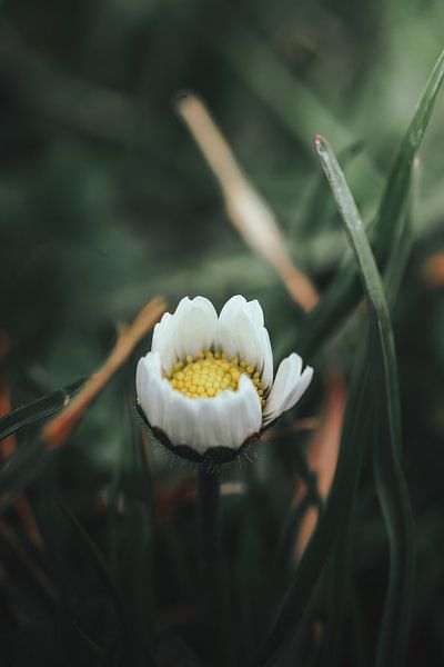 Awakening by 7R.Collection