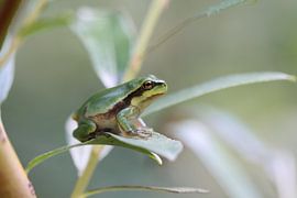 kleiner Laubfrosch von Frank Fichtmüller
