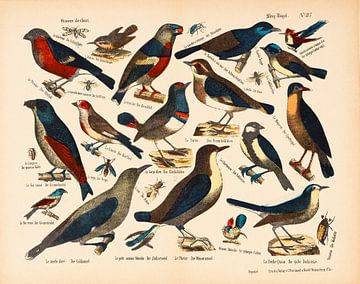 Zeer oude educatieve plaat met zangvogels van Studio Wunderkammer