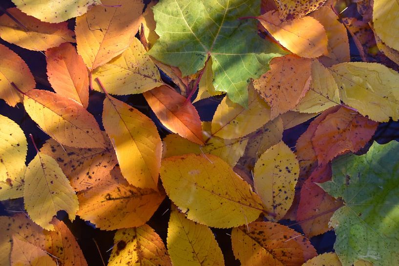 Cherry leaves in autumn by Claude Laprise