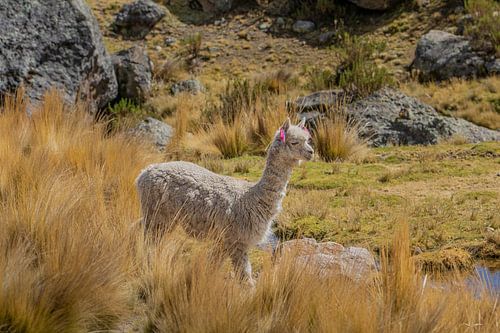 Baby Alpaca among golden grasses