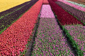 Colorfulness of the bulb fields by Natuurpracht   Kees Doornenbal