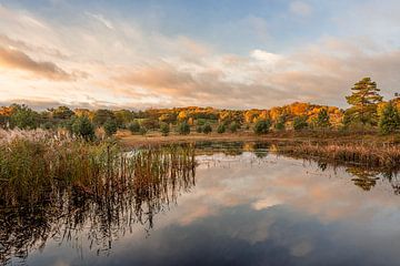 L'automne sur les landes avec de belles couleurs sur John van de Gazelle fotografie
