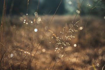 Gras in diepte en bokeh van Julien Meijer