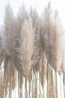 Pampas grass
