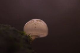 Mini paddestoel von Shefalie Guha Roy Thakurta