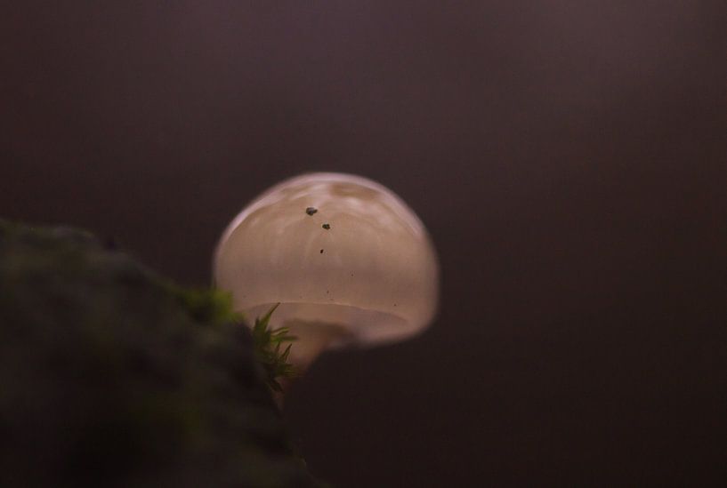 Mini paddestoel par Shefalie Guha Roy Thakurta