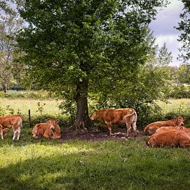 Vaches ruminantes à Maarheeze sur Rob Boon