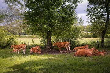 Ruminating cows in Maarheeze by Rob Boon