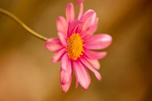 Gartenblume