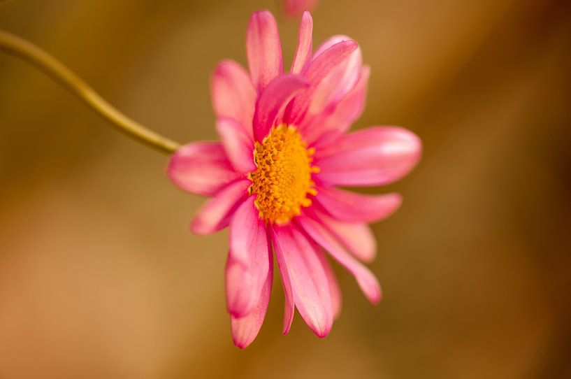 Gartenblume von Alena Holtz