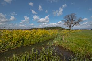 Baum in Landschaft