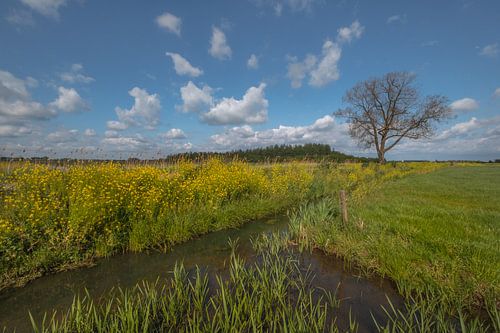 Boom in landschap