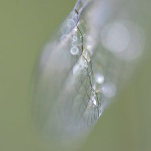 Fluisterende Geheimen: De Vleugel van de Libelle