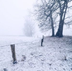 Misty Morning van Martijn Schornagel