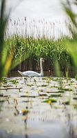 Between the reeds