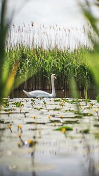 Tussen het riet van Martijn de Bruin