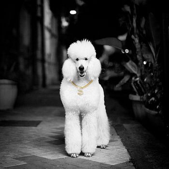 Salope en or d'Italie !