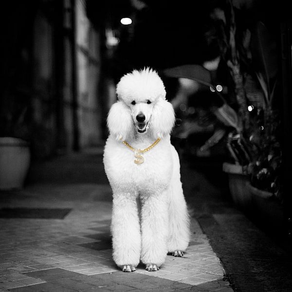 Salope en or d'Italie ! par Mo Barends