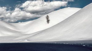 der einsame baum von Harry Cathunter