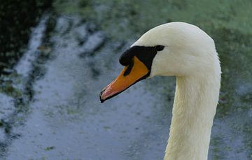 swan head by joyce kool