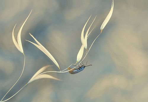 Symphony unfinished...