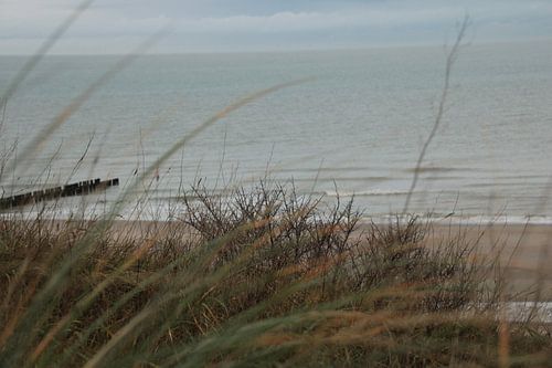 Strandhafer auf der Düne