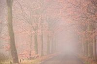 Bospad in de mist