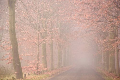 Bospad in de mist