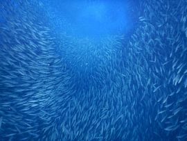 mirages sur Silvia Weenink