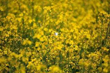 Canola van Thomas Jäger