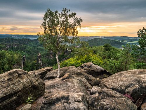 Carolafelsen, Saxon Switzerland - Birch tree and Hohe Liebe