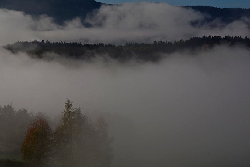 BAVARIAN FOREST 2 by Miroslav Ptacek