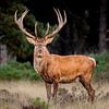 king f the forest van Arnoud van der Aart