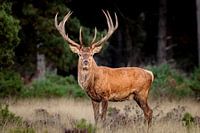 king f the forest