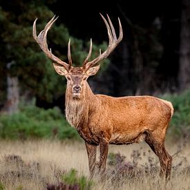 roi de la forêt sur Arnoud van der Aart