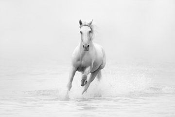 White horse in freedom | black and white | horse photography by Laura Dijkslag